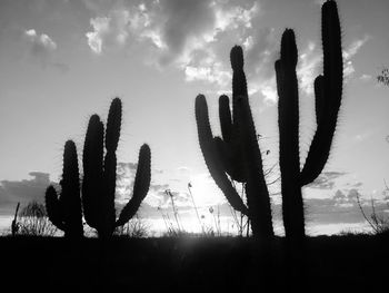 Cactus growing on field against sky during sunset