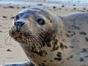 Close-up of sea lion on beach