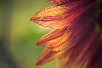 Close-up of orange flowering plant