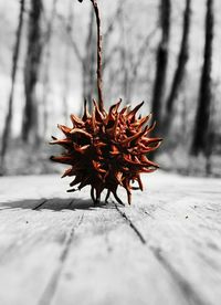 Close-up of red tree