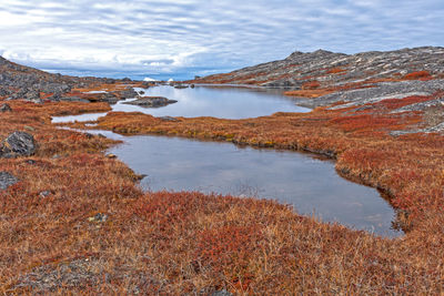 Tundra ponds in the high arctic near the icefjord of ilulissat, greenland