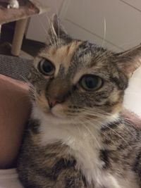 Close-up portrait of a cat