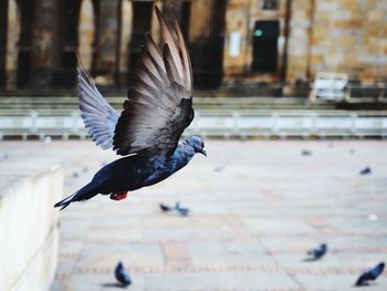 Close-up of pigeon flying