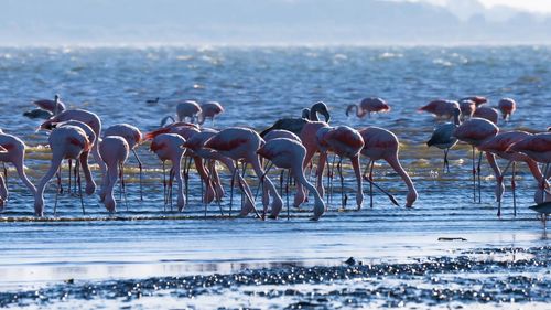 Flamingo birds in lake