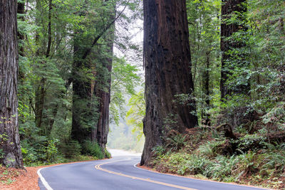 Road amidst trees in forest