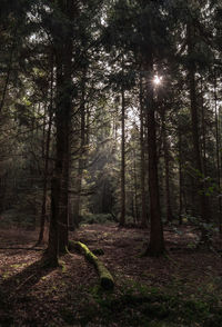 Trees in forest