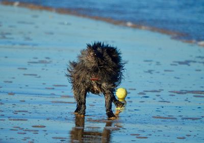 Close-up of wet ball in sea