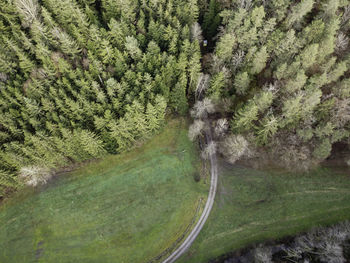 High angle view of road amidst trees