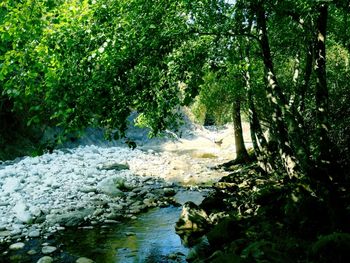 Scenic view of river amidst trees in forest