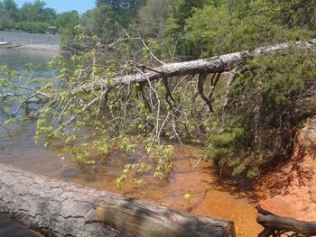 Trees growing in water