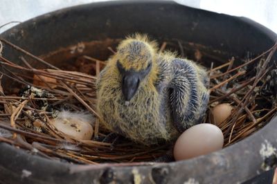 High angle view of bird in nest