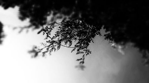 Low angle view of silhouette tree against sky