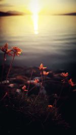 Close-up of flowers in lake