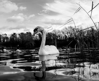 Black and white monochrome mute swan swans pair low-level water side view macro animal background