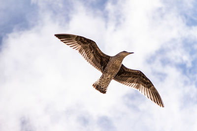 Low angle view of eagle flying in sky