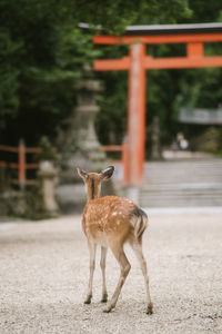 Portrait of deer on road