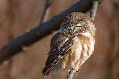 A saw-whet owl enjoying an evening nap.