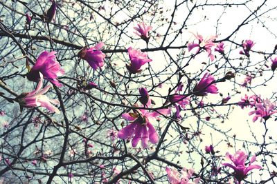 Low angle view of pink flowers blooming on tree