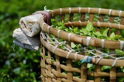 Close-up of wicker basket