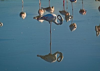 High angle view of ducks swimming on lake