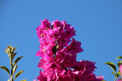 Low angle view of pink flowers against clear sky