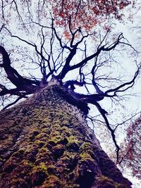 Low angle view of bare tree against sky