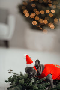 Close-up of christmas decorations on table