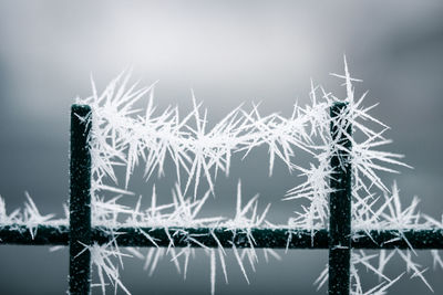 Close-up of frozen spider web on fence