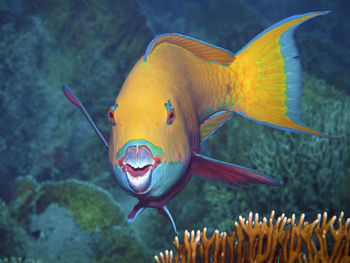 Close-up of fish swimming in sea