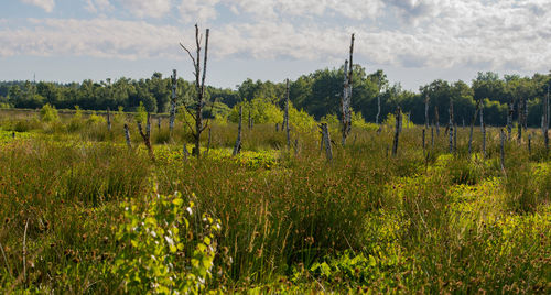 Plants growing on field against sky