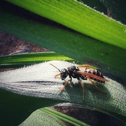 Close-up of insect on leaf