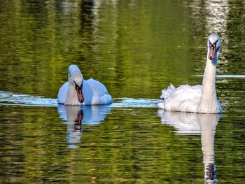 View of swans swimming in lake. derwent water