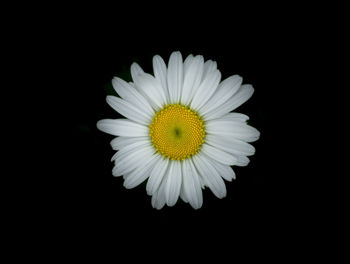 Close-up of white flower against black background