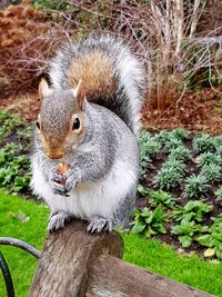 Close-up of squirrel on tree trunk