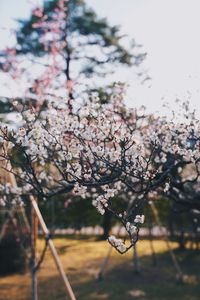 Close-up of cherry blossom against sky