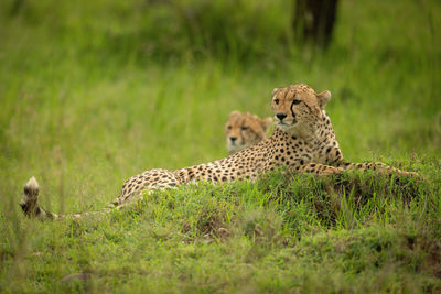 Cheetah lies near cub on grassy mound