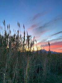 Plants growing on land against sky during sunset