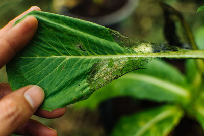 Close-up of hand holding leaves