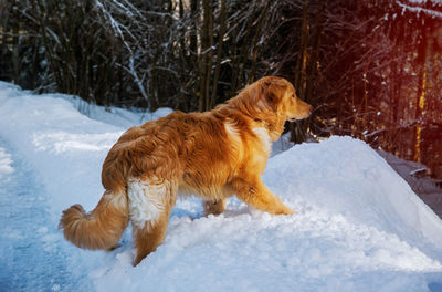 High angle view of golden retriever on snow covered land