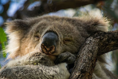 Close-up of animal sleeping on tree