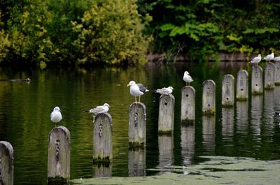 Seagulls on wooden post in lake