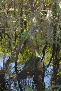 Trees in sunlight