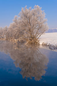 Reflection of trees in water