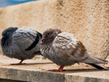 Close-up of pigeon perching on wall