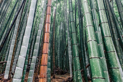 Low angle view of bamboo trees in forest