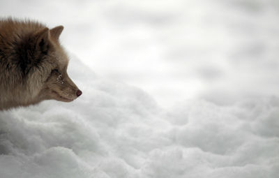 Fox in snow