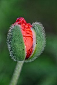 Close-up of red poppy flower