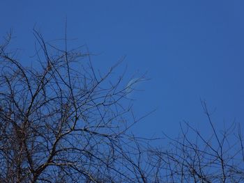 Low angle view of bare trees against clear blue sky