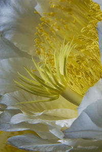 Close-up of yellow flowers