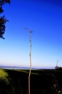 Scenic view of tree against clear sky